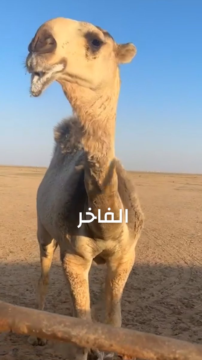 nayef44552's tweet photo. 2026 لقي الله يطرح البركه https://t.co/KnDKee3mEc