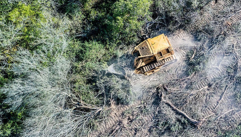 Especialistas advirtieron sobre el avance de la deforestación en el norte argentino tras un informe de Greenpeace que reportó 210.702 hectáreas de bosques perdidas en 2025, con fuerte impacto en Santiago del Estero, Chaco, Salta y Formosa.