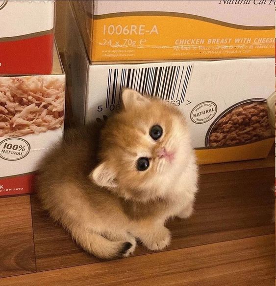 Cat 🐈 (@cutecatsmagic) on Twitter photo 