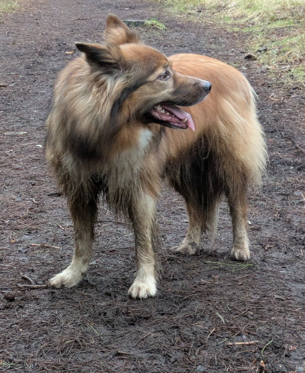 CamasTheCollie's tweet image. It's filthy weather. You should see Fiona's wellies. We found a pond to clean us both off in. Fiona started sinking. 🐾🐾👢👢💦🤭
#BorderCollie
#Cold
#Muddy
#ThursdayThoughts