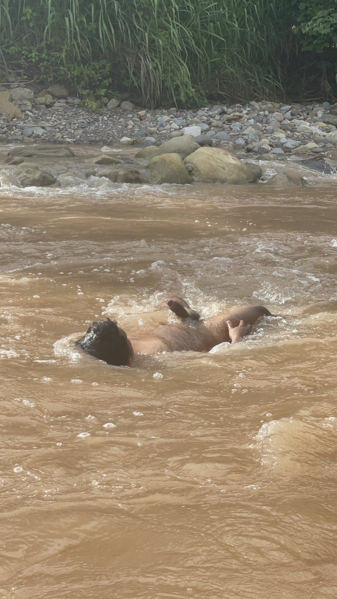 SELVATICO PERUANO tweet media