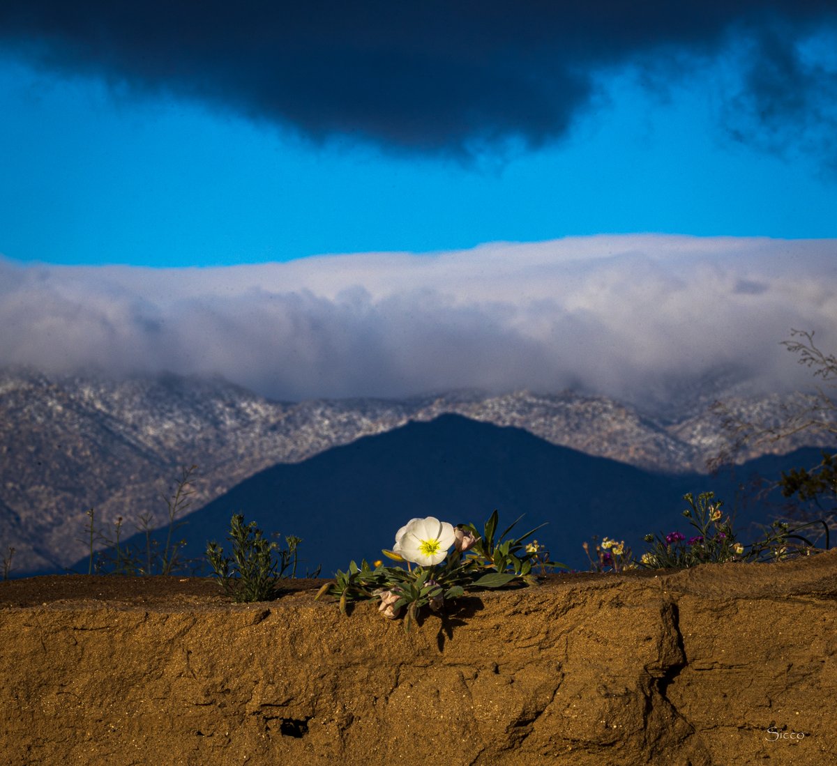 A solitary dune evening primrose weathered these storms and winds, yet still "stands tall" in front of snow covered San Ysidro Mountain in the west (Photo: Sicco Rood).