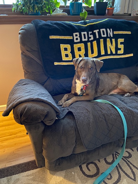 Dallas #10 is a 9-yo, 67lbs, chocolate male lab being fostered in New England who loves car rides, Kong toys, walks, and bedtime snuggles. He is sweet, loyal, and loving with excellent house manners.
petfinder.com/dog/dallas-10-…