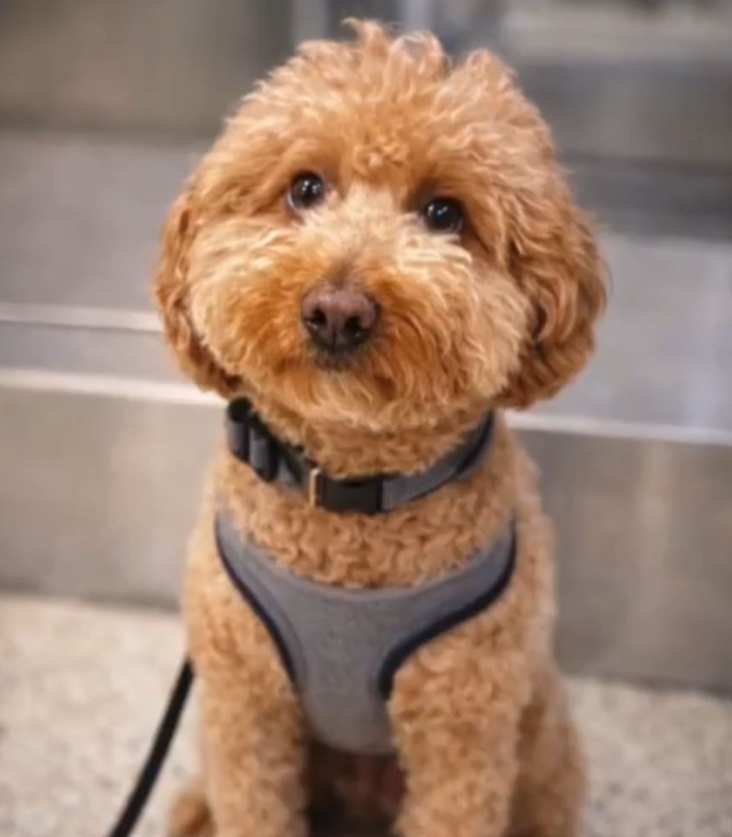 Dexerto's tweet image. A woman was arrested after abandoning her dog at the airport when the airline refused to let her fly with it

The dog has since been renamed JetBlue and is now looking for his forever home