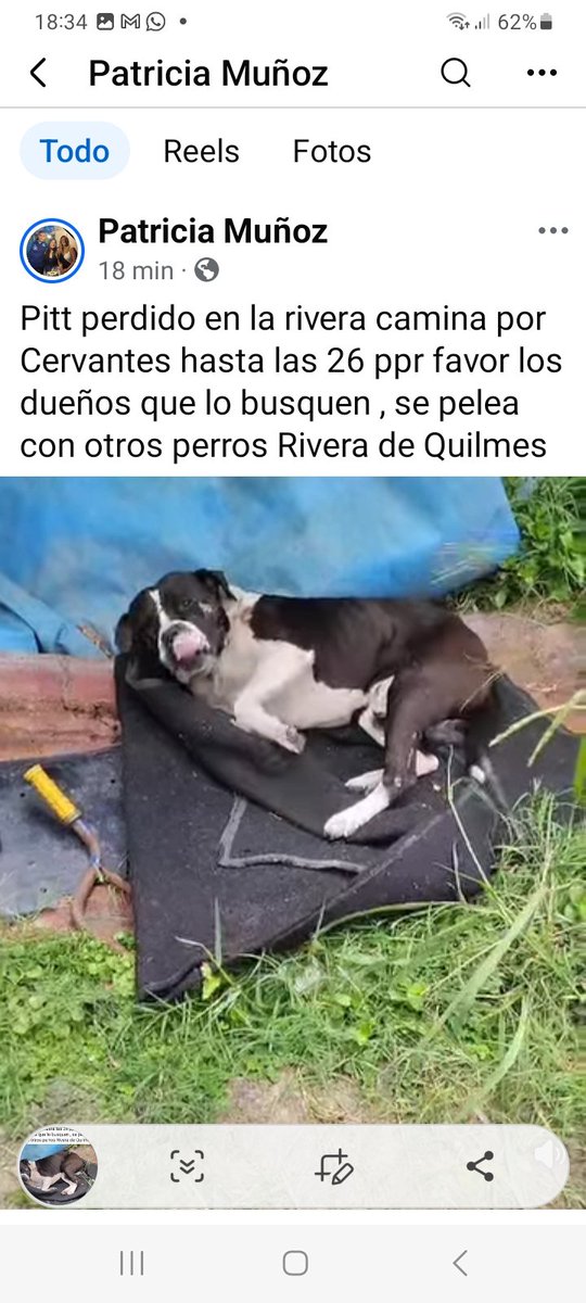 Pitt negro con blanco rescatado en #Quilmes  🥺🙏🙏🙏
Se busca a sus dueños 
CONTACTO 👇👇👇
facebook.com/share/r/1Ds9WU…