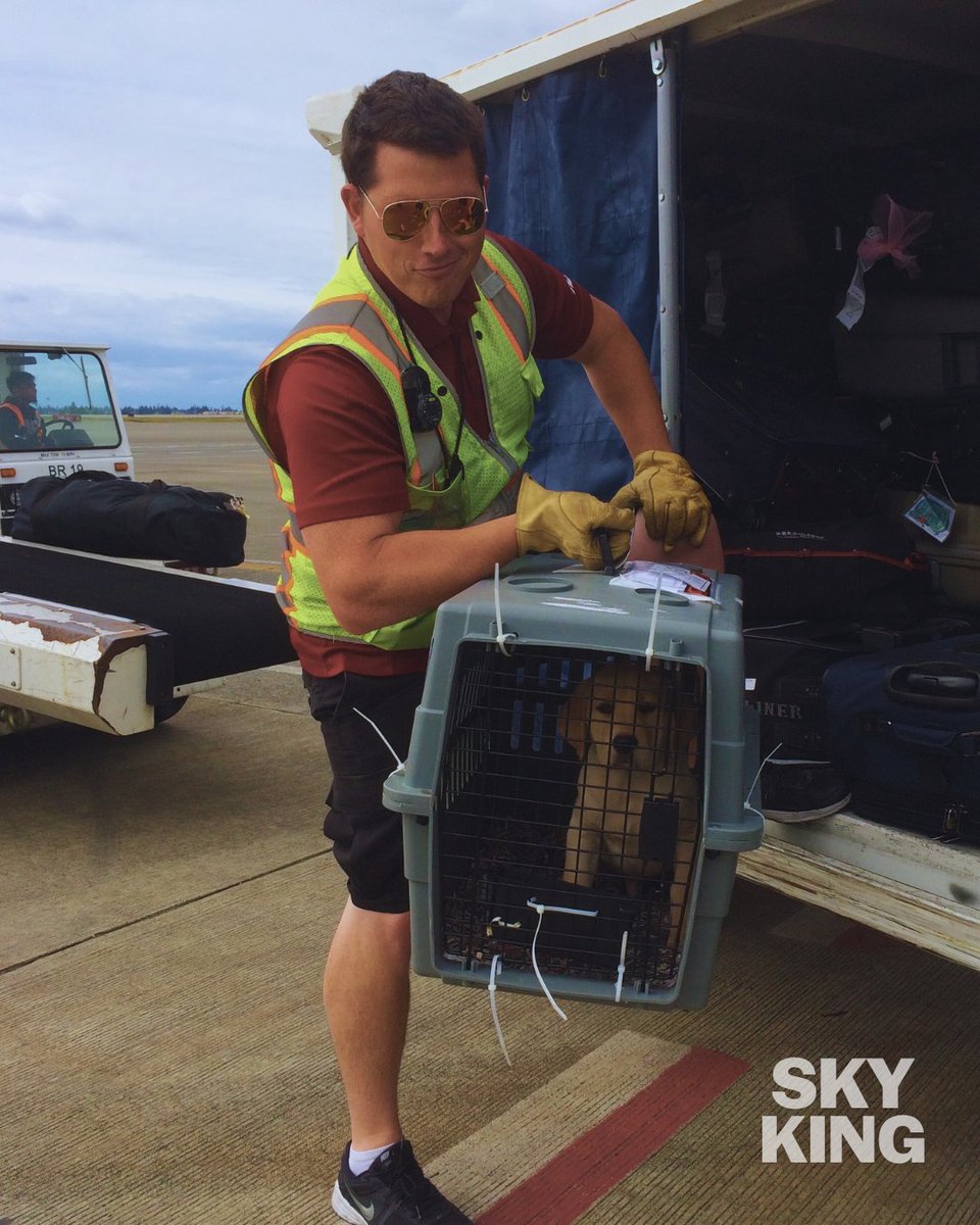 Sky King tweet media