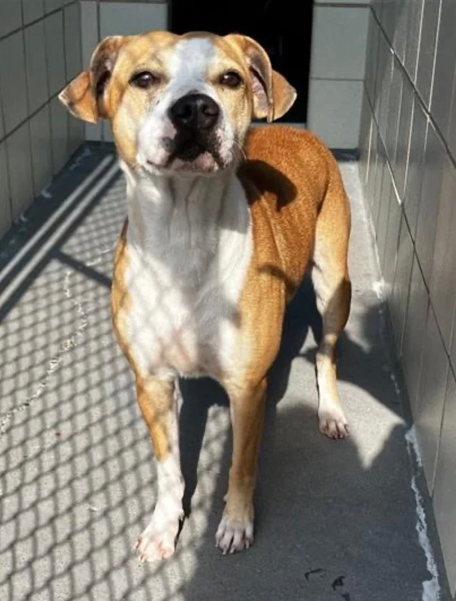 SamfromSpain♥️🐕🦮🐈‍⬛🐈 tweet media