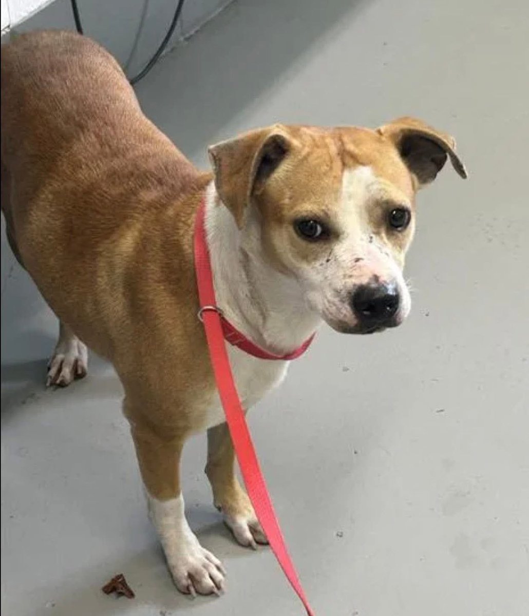 SamfromSpain♥️🐕🦮🐈‍⬛🐈 tweet media