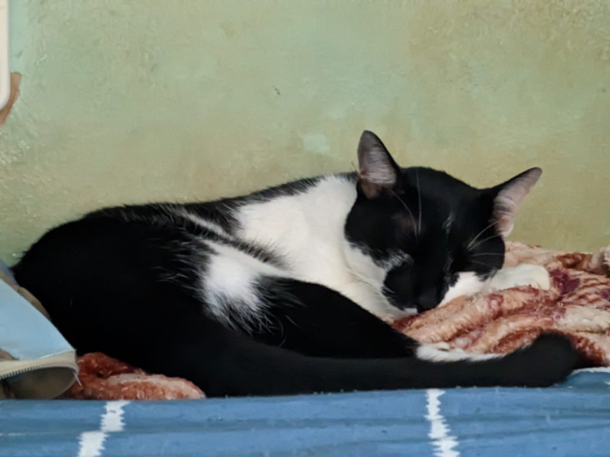 Meu gato em algum lugar aleatório tweet media