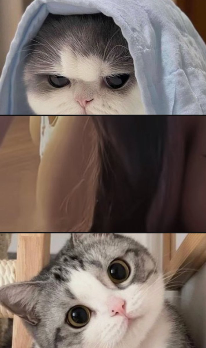 T H A L I A ​🖤​ tweet media