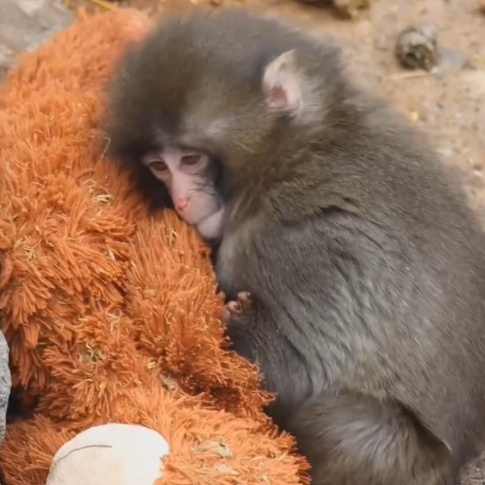 AcervoCharts's tweet image. Ele foi acolhido por outro macaco carinhoso. 🥹❤️