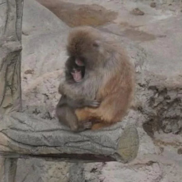 AcervoCharts's tweet image. Ele foi acolhido por outro macaco carinhoso. 🥹❤️