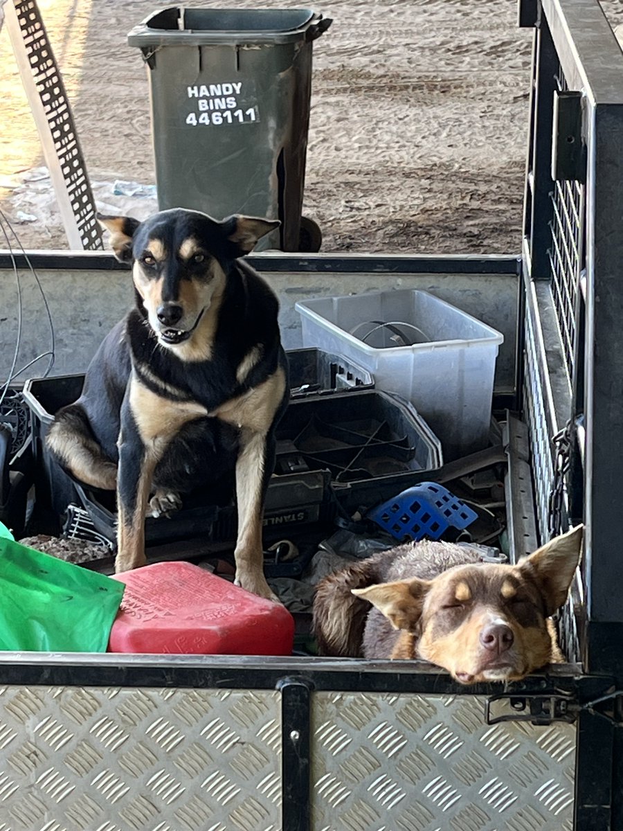 Trent Anderson tweet media