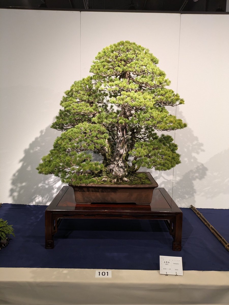 第100回国風盆栽展で入選した株立ちの瑞祥 
（注:瑞祥会からの出品ではありません）