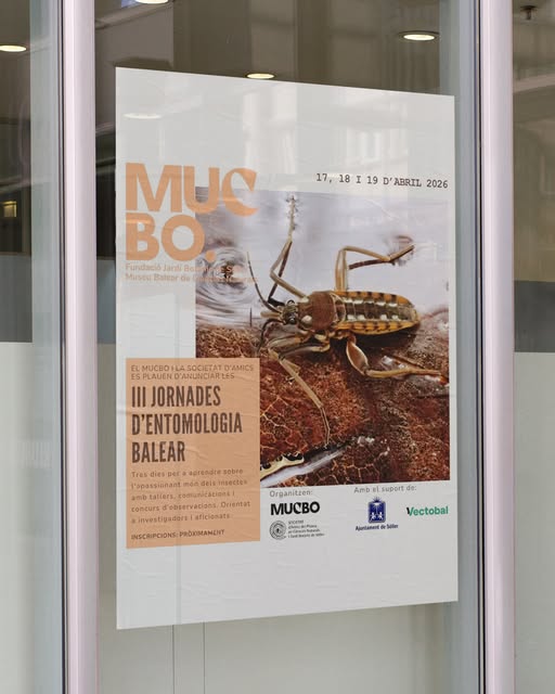 Vectobal tweet media