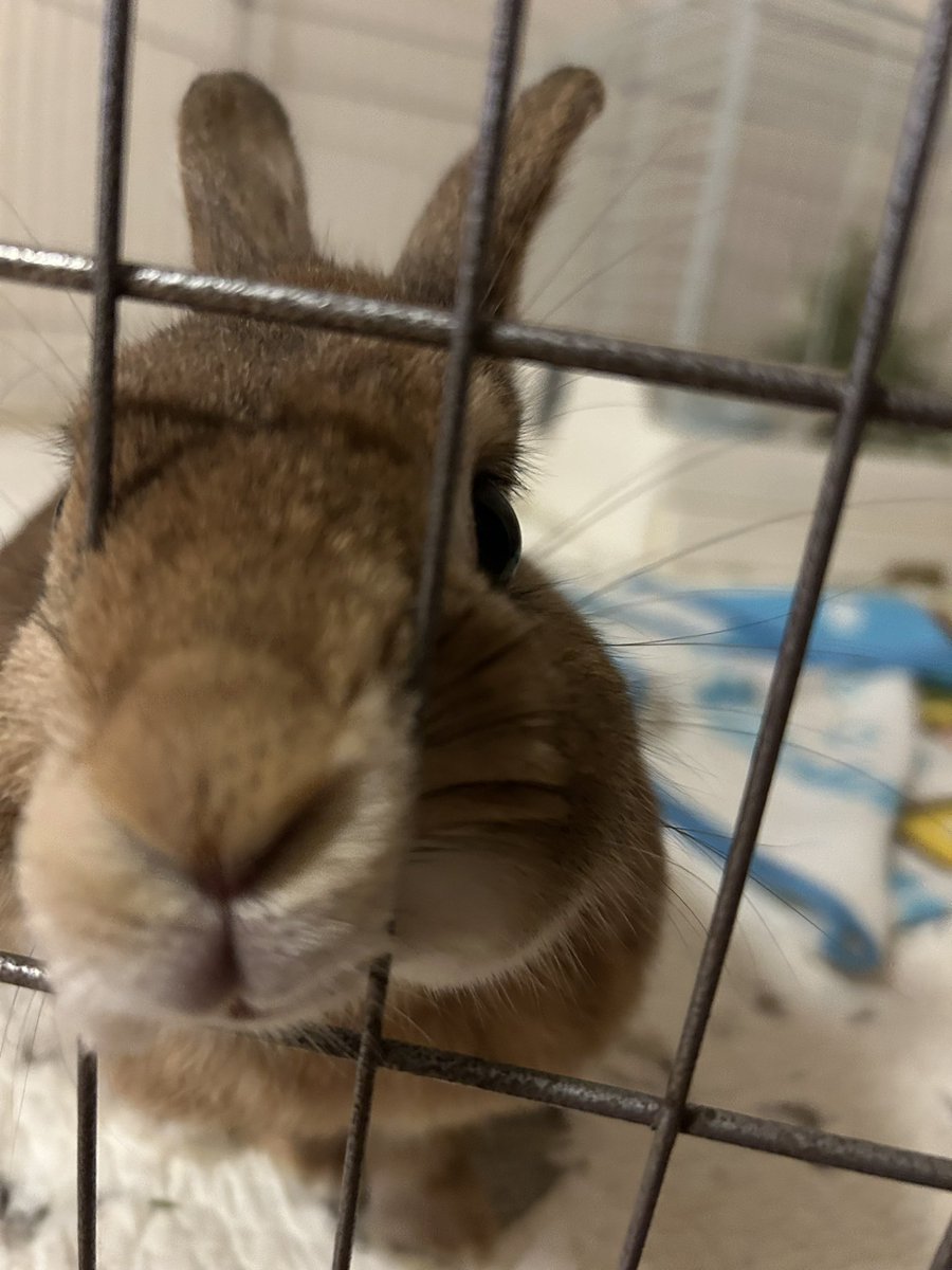 🐰ぬーん。

ち、ちかい、、

🐰かわいいわたしなのよ、ぺろぺろしたげるのよ

か、かわいい

hug-u.pet/pet2409-01528.…

kku-mj.usagirescue.com/activities/fab/

#fortheRABBIT
#ファブ
#里親さん探し中