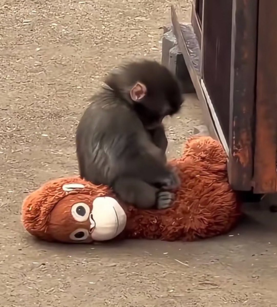 No les miento cuando les digo que daría  mi vida por él