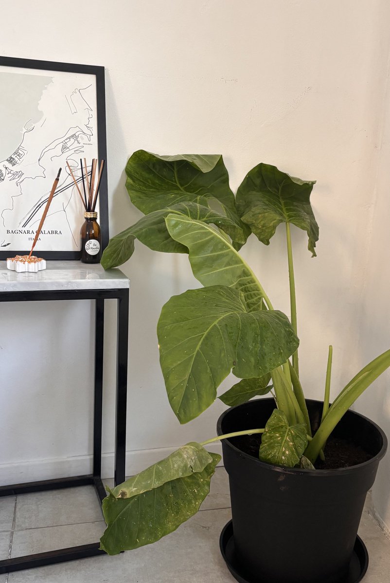 Natalita tweet media