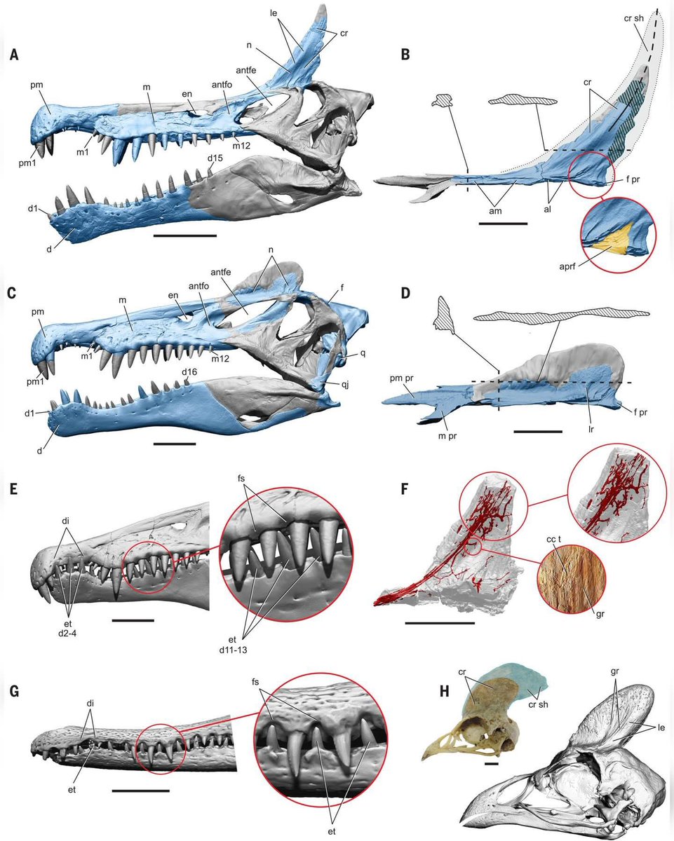 都市大古生物研 tweet media