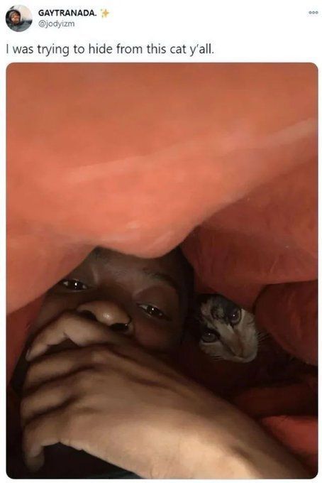 Cool Cat Society (@coolcatsociety) on Twitter photo 