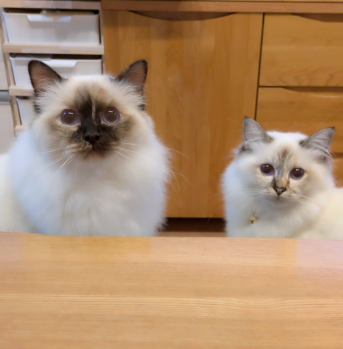 青い瞳のねこ (@jayro8376) / Posts / X