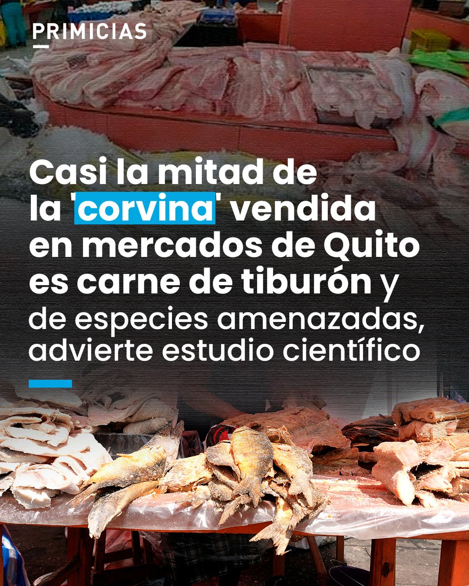 Investigadores de la Universidad San Francisco de Quito analizaron muestras de 'corvina' vendidas en los mercados de seis ciudades de Ecuador, y los hallazgos alertan que en realidad era carne de tiburón 'mal etiquetada' y que provenía de especies amenazadas.