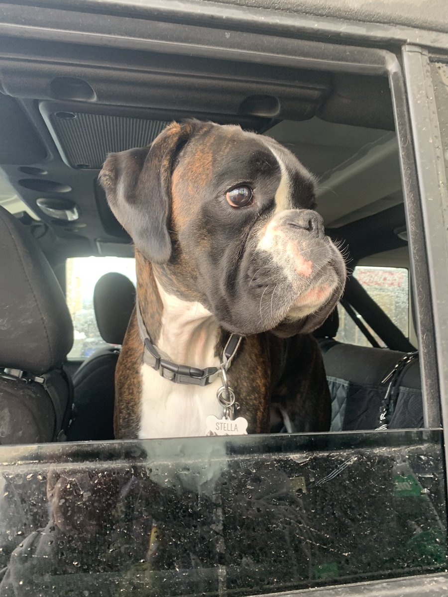 Boxer Stella (RIP Sacha) tweet media