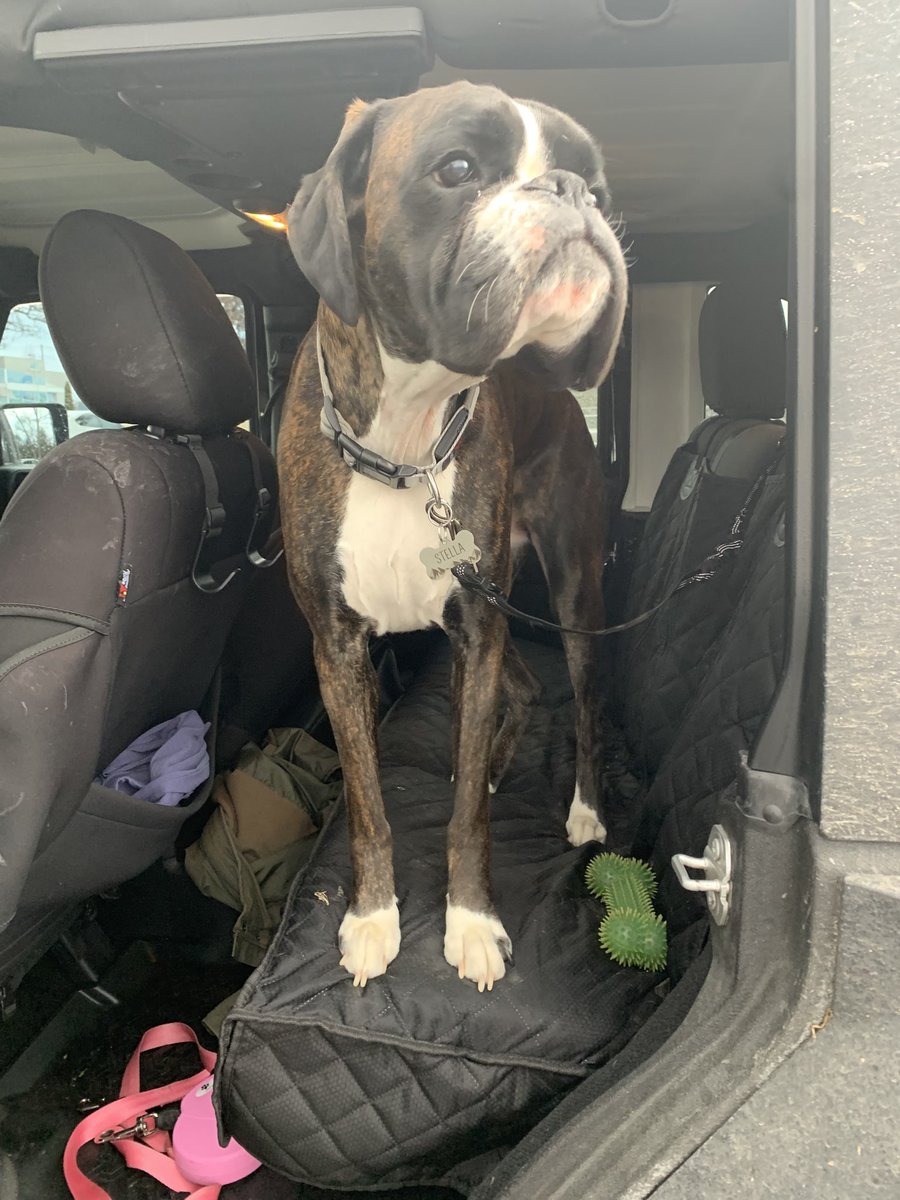 Boxer Stella (RIP Sacha) tweet media