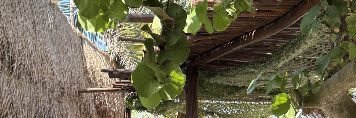 kiki 🐍 tweet media