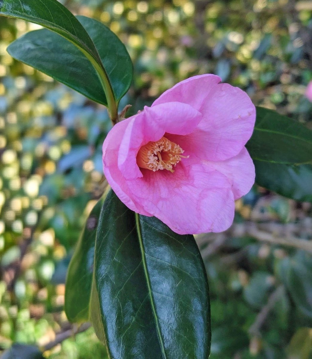 RT @tokeisou88: おはようございます。 🌼侘助椿