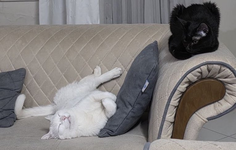 shishi⋆🇮🇷 tweet media