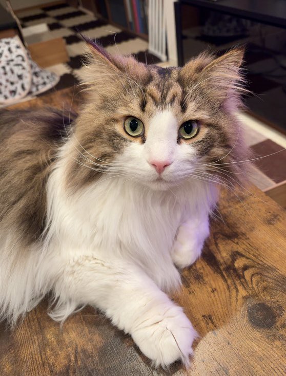 「フィギュアスケートもすごいですが、そろそろお仕事に行く時間ですよ」
#ノルウェージャンフォレストキャット
#北欧猫