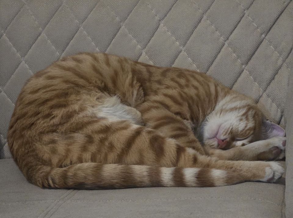 shishi⋆🇮🇷 tweet media