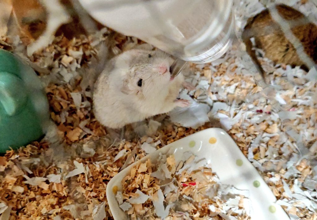 おはようございます

飲む飲む

#スナネズミ