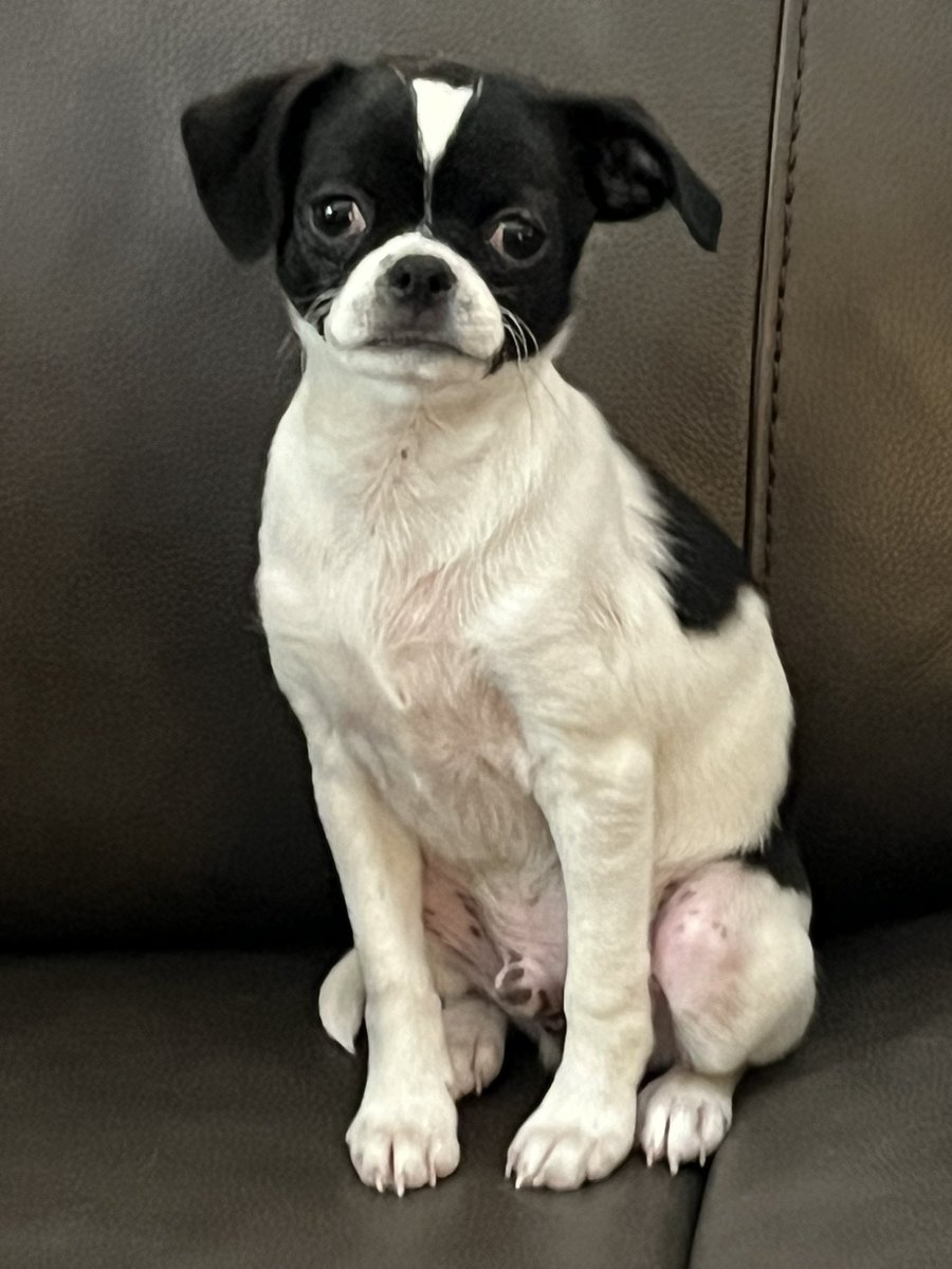 Cleo 🌈 of Hellbeasts tweet media