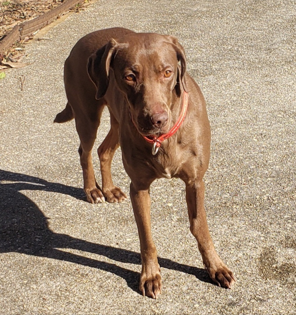 Molly #77 is a 1.5 yo, 45 lb, female chocolate Lab. She is a quiet, gentle couch potato who is cat and dog friendly. She loves car rides &amp; her people. Molly is a low-key, sweet soul looking for a calm home
petfinder.com/dog/molly-77-d…