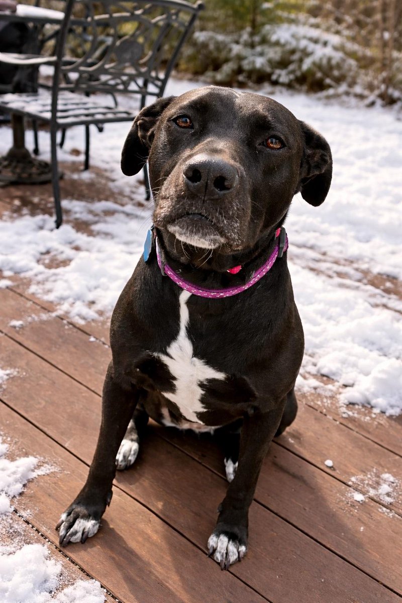Rory #5 is a 4-yo, 70-lb sweetheart in Connecticut who loves cuddles, walks, and playtime. She is loyal, affectionate, house,crate &amp; obedience trained. Shy at first but deeply devoted once bonded. Good with cats &amp; dogs
petfinder.com/dog/rory-5-b7b…