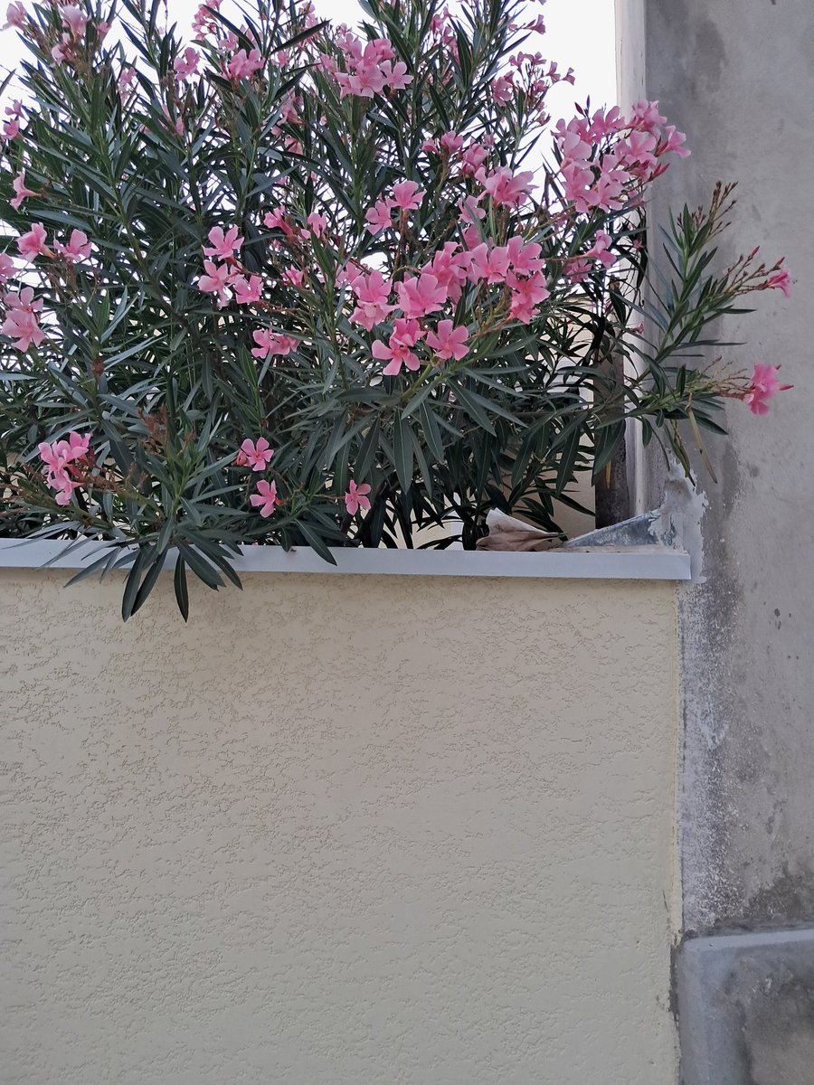 deiajm83's tweet photo. Olha @DrogasilOficial onde o motoboy deixou a medicação que eu comprei,com três pessoas dentro de casa,ele simplesmente deixou no muro,embaixo de uma árvore,encontrei hoje,uma compra que fiz dia 17/03/2026. https://t.co/ip88RlInuf
