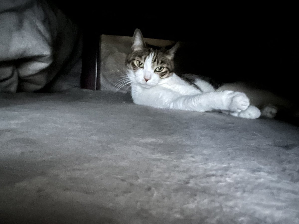 おはようございます。フィギュアが気になる…