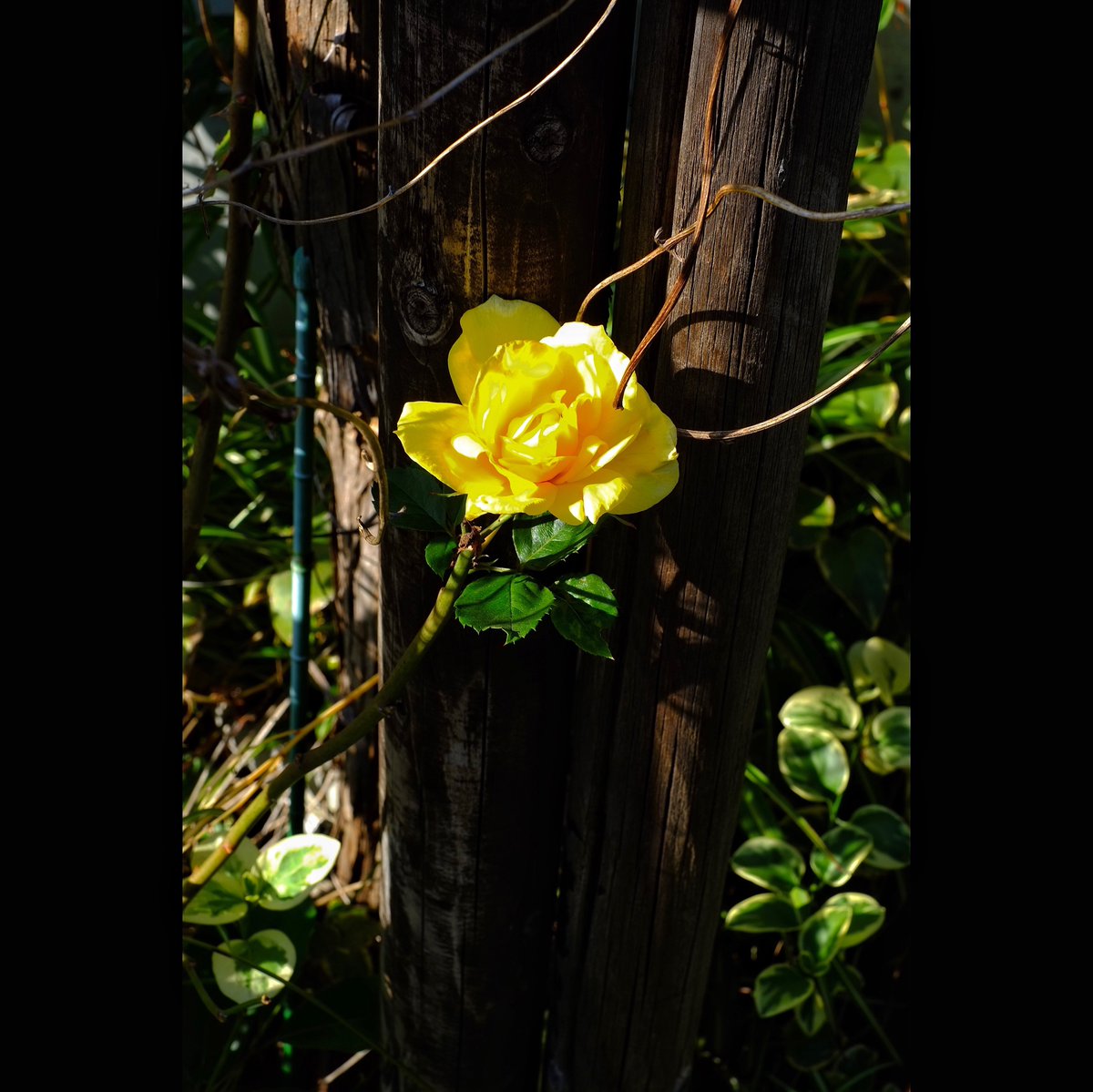 kikutaroid's tweet photo. 記録
#街歩き
#scene
#花 #flower
#植物 #plants
#路傍 #roadside
#fujifilm #fujifilmxpro1 #xpro1
#fujinon #superebc #xf3514r
#x_mount #singlefocuslens #aflens
#lightlyretouched 
#snapseedapp https://t.co/DeQSBzQ1Nv
