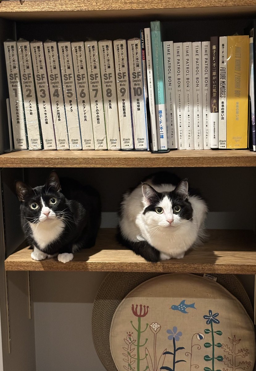 藤子・F・不二雄先生の本棚 この空きスペースはニャンコ専用