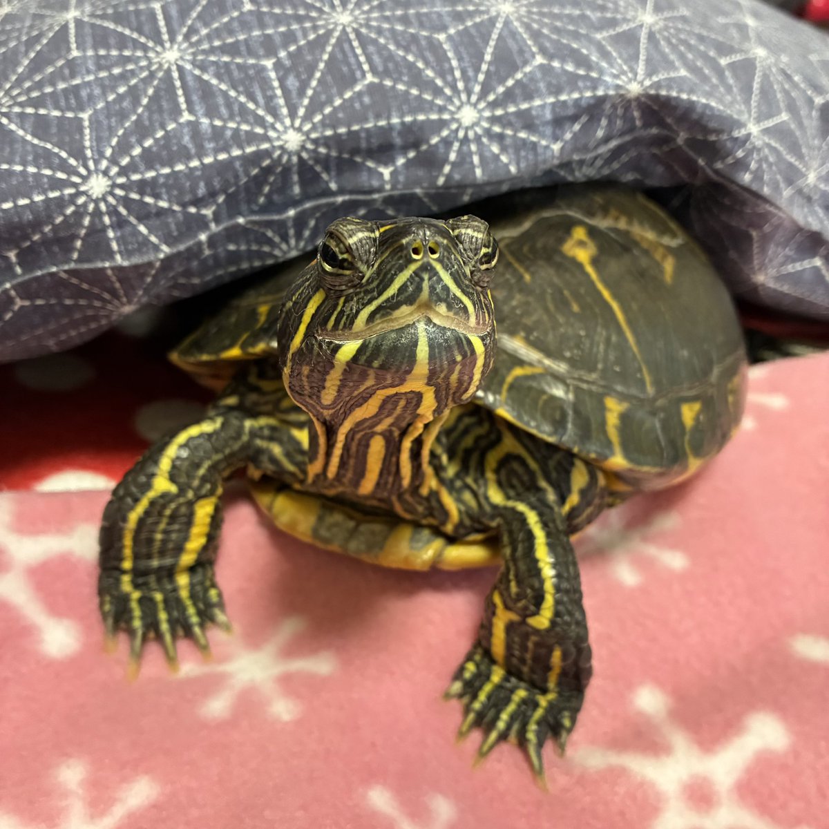 かめきちさん、おはようございます🐢☀️ #かめ #カメ #亀 #ミドリガメ