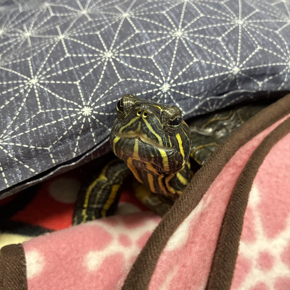 かめきちさん、おはようございます🐢☀️ #かめ #カメ #亀 #ミドリガメ