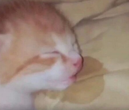 𝘍𝘭𝘶𝘧𝘧𝘺 🐟🐈 tweet media