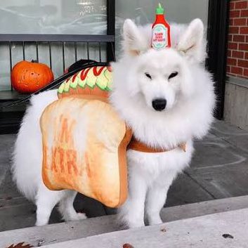 ꒰ ^- ᴥ -^ ꒱ semi ia tweet media