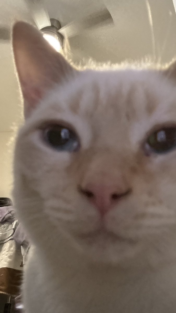 phil and rufus (party hat and party favor) tweet media