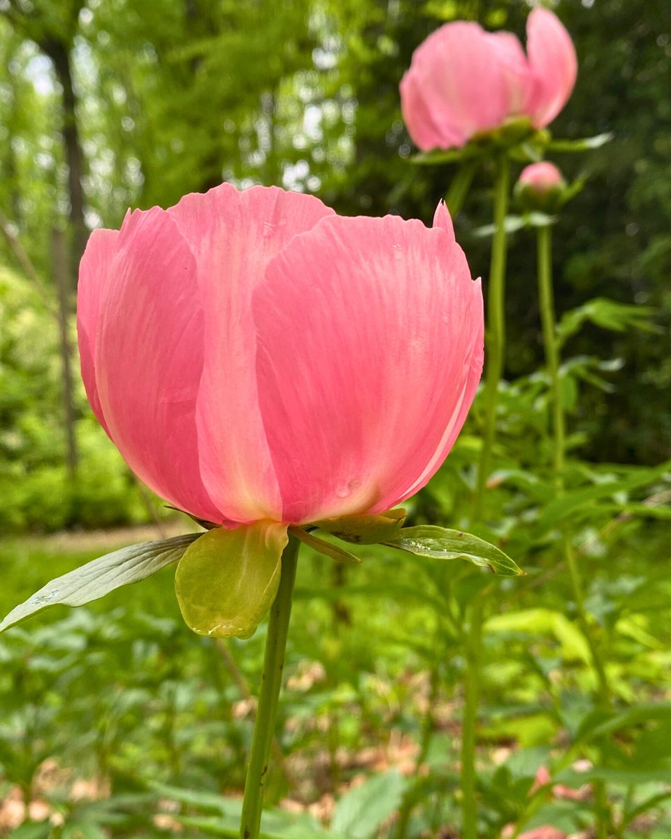 Tyler Arboretum tweet media