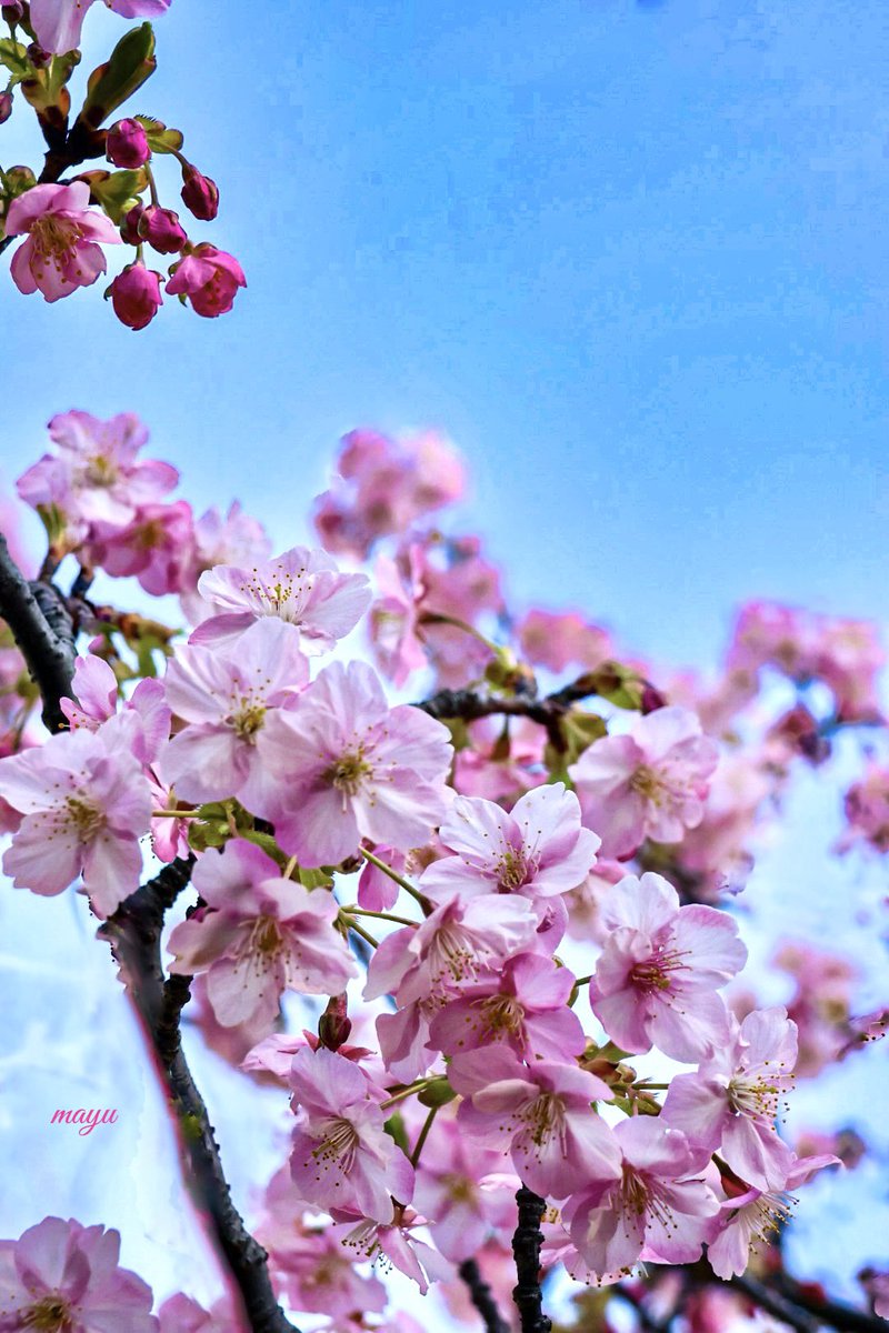 さざなみ tweet media