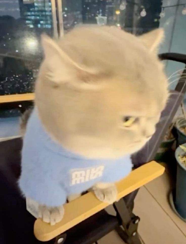 Cats all the way (@nekocatts) on Twitter photo 