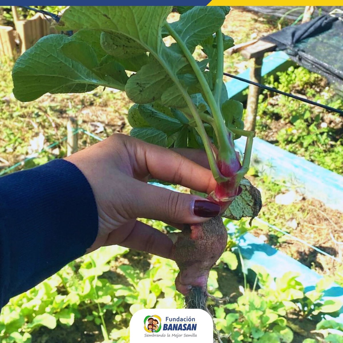 🌱✨En Tucurinca, 37 mujeres participaron activamente en el desarrollo de 20 huertas caseras, individuales y grupales, en el marco del programa 'A Mil Contra la Desnutrición', como una estratégia para mejorar la calidad de la nutrición de nuestros niños.